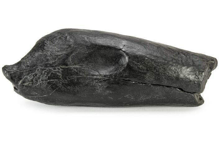 Gigantic, Fossil Sperm Whale (Scaldicetus) Tooth - South Carolina #235816